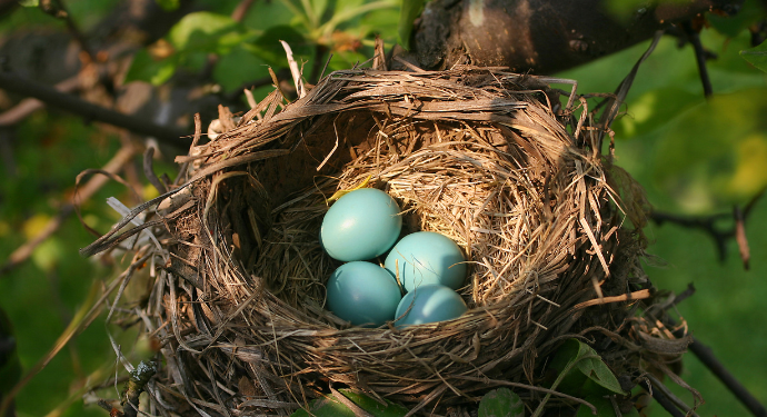 Bird Architecture with Anne Swaim | 6/18 on Zoom